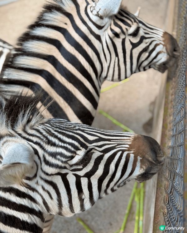深圳動物園，有不同種類的動物，小朋友亦可以近距離與動物接觸，...