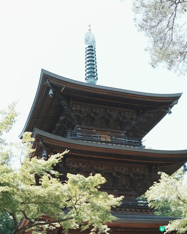 日本東北必去豪德寺！超可愛招福貓😆