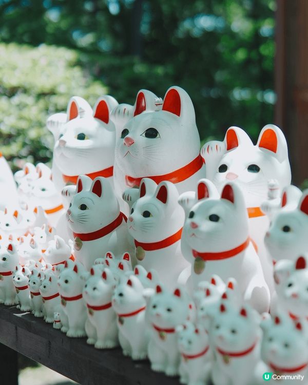 日本東北必去豪德寺！超可愛招福貓😆