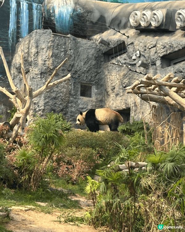 澳門熊貓館免費入場旁邊仲有其他動物觀賞，地點交通相當方便，非...
