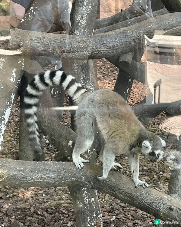 澳門熊貓館免費入場旁邊仲有其他動物觀賞，地點交通相當方便，非...