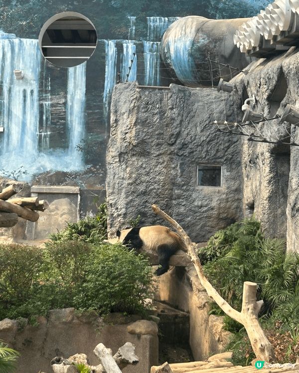 澳門熊貓館免費入場旁邊仲有其他動物觀賞，地點交通相當方便，非...