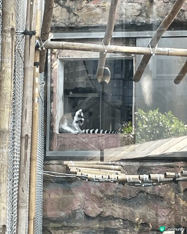 澳門熊貓館免費入場旁邊仲有其他動物觀賞，地點交通相當方便，非...