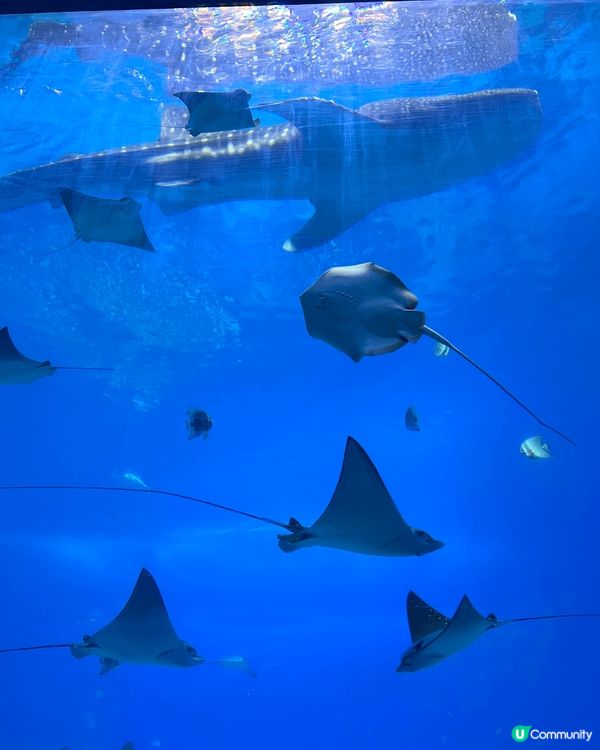 珠海長隆海洋王國有許多必玩的熱門項目，以下是一些推薦的精彩體...