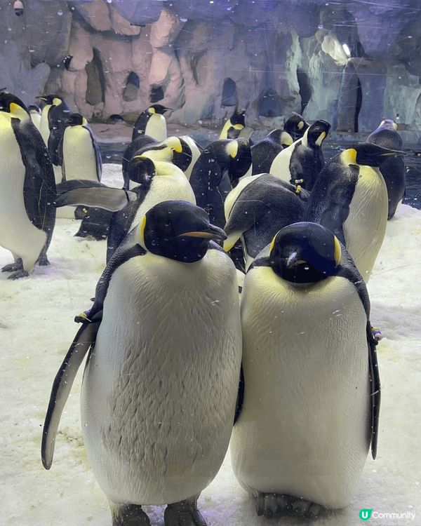 珠海長隆海洋王國有許多必玩的熱門項目，以下是一些推薦的精彩體...