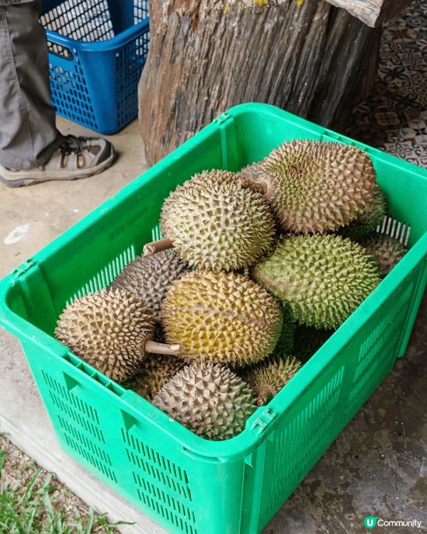 *Duriostay* 是馬來西亞彭亨州勞勿的一家榴槤主題度...