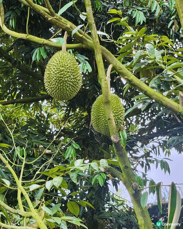 *Duriostay* 是馬來西亞彭亨州勞勿的一家榴槤主題度...