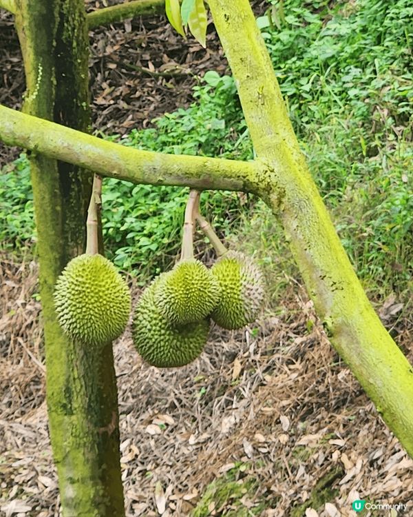 *Duriostay* 是馬來西亞彭亨州勞勿的一家榴槤主題度...