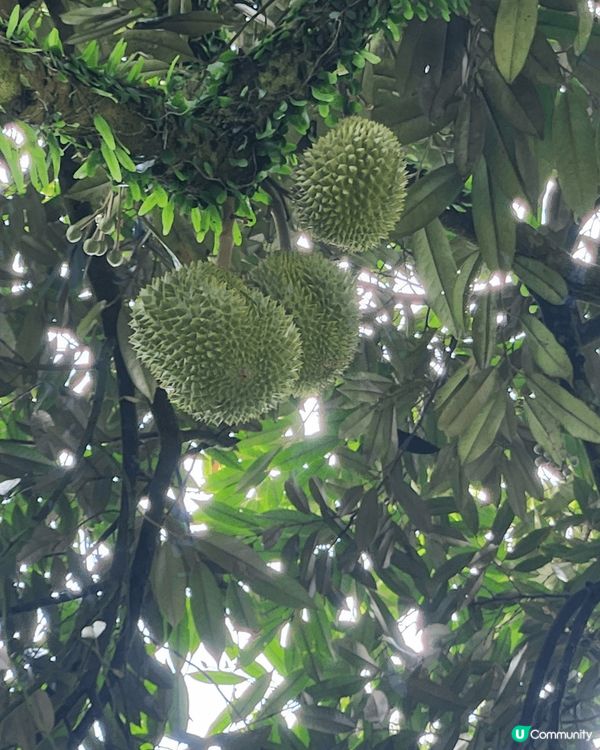 *Duriostay* 是馬來西亞彭亨州勞勿的一家榴槤主題度...