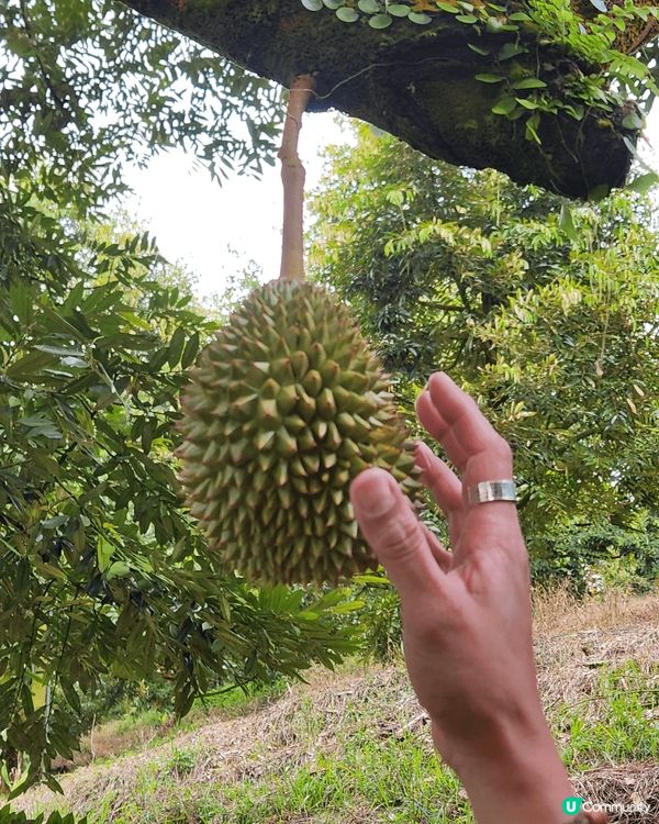 *Duriostay* 是馬來西亞彭亨州勞勿的一家榴槤主題度...