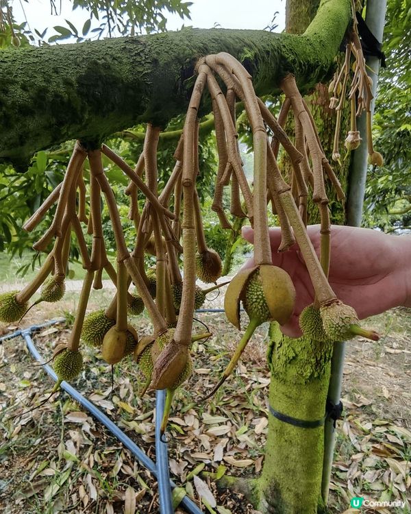 *Duriostay* 是馬來西亞彭亨州勞勿的一家榴槤主題度...