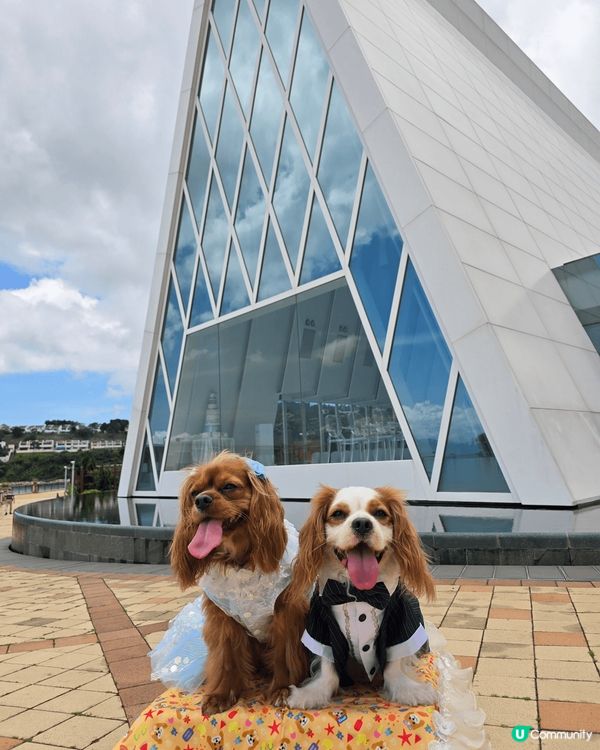 愉景灣寵物巴士