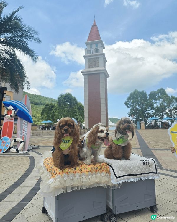 愉景灣寵物巴士