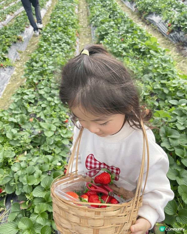 在錦田鄉村俱樂部跟女女摘士多啤梨和玩其他親子活動 