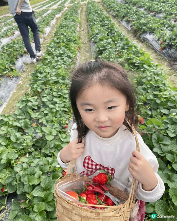 在錦田鄉村俱樂部跟女女摘士多啤梨和玩其他親子活動 