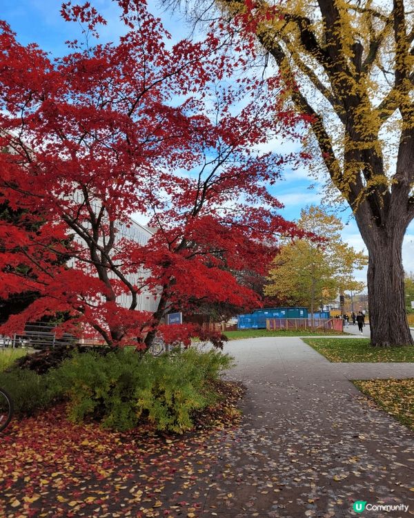 開心於温哥華春和秋，在日本的盛夏