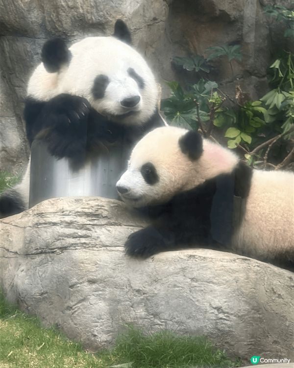 海洋公園探望熊貓姊弟，見到盈盈湊得得，兩母子喺度互動，家姐就...