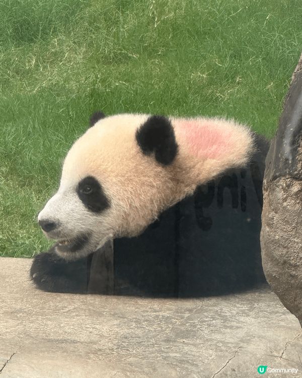 海洋公園探望熊貓姊弟，見到盈盈湊得得，兩母子喺度互動，家姐就...