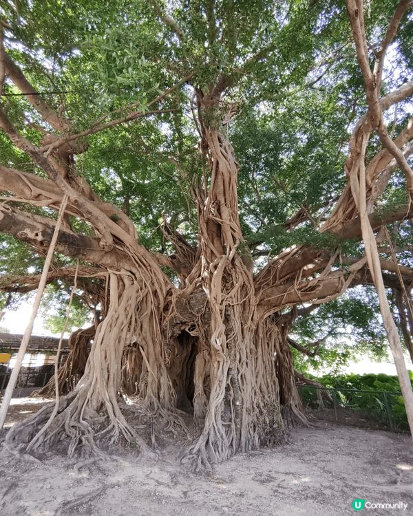 元朗八鄉的樹屋，整間屋被樹根包圍，很是有趣。行遠些便是人鄉鄉...