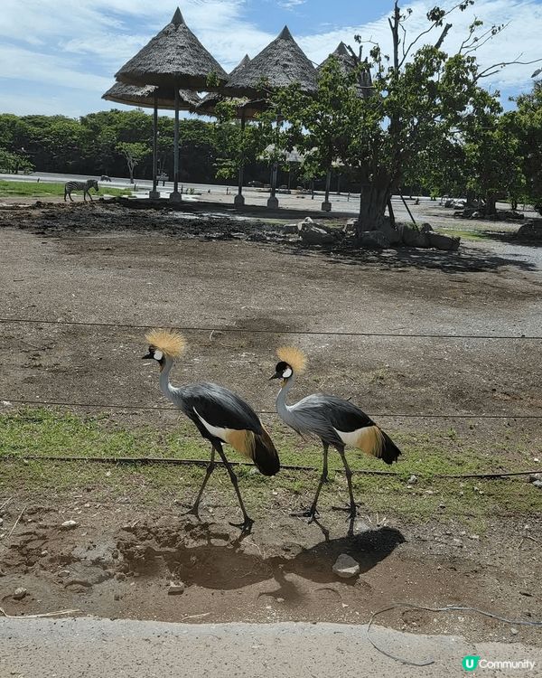 深圳野生動物園超大超多動物睇，成個行程超豐富，好開心，真係令...