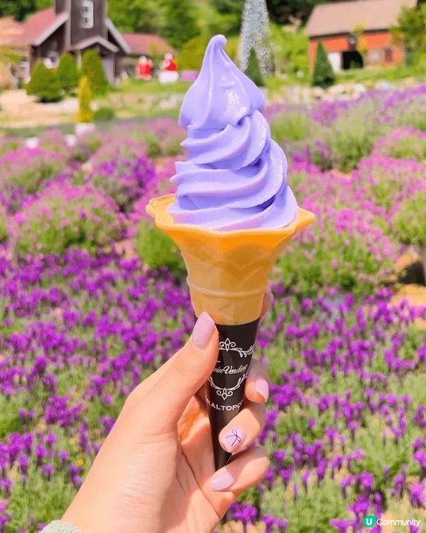 首爾近郊紫色小島！薰衣草花海勁浪漫💜📸