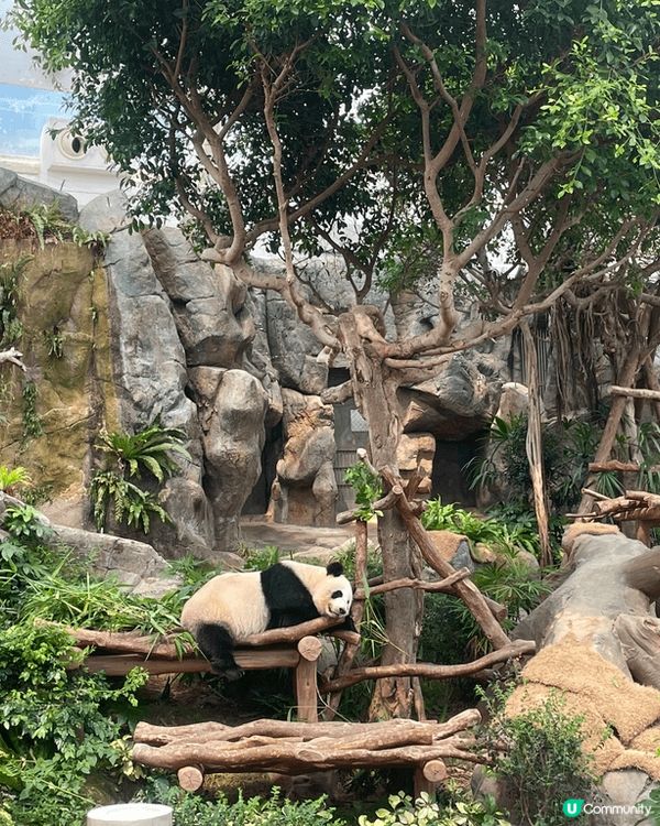 海洋公園熊貓寶寶，加加，得得搬家了，一家團聚樂也融融快黎睇