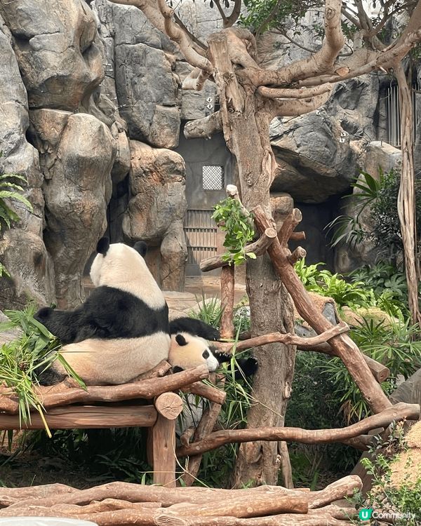 海洋公園熊貓寶寶，加加，得得搬家了，一家團聚樂也融融快黎睇