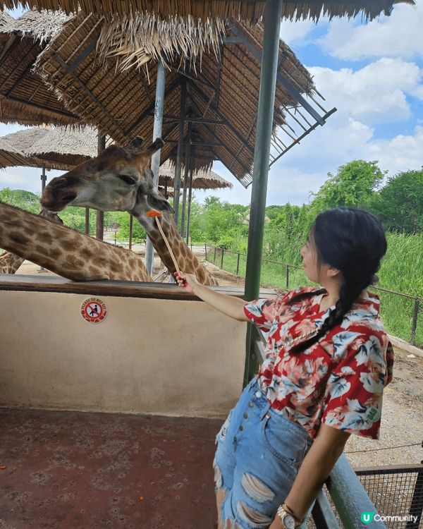 超興奮去到曼谷入動物園餵長頸鹿食野～ 仲有限定嘅長頸鹿雪糕打...