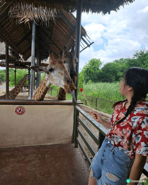 超興奮去到曼谷入動物園餵長頸鹿食野～ 仲有限定嘅長頸鹿雪糕打...