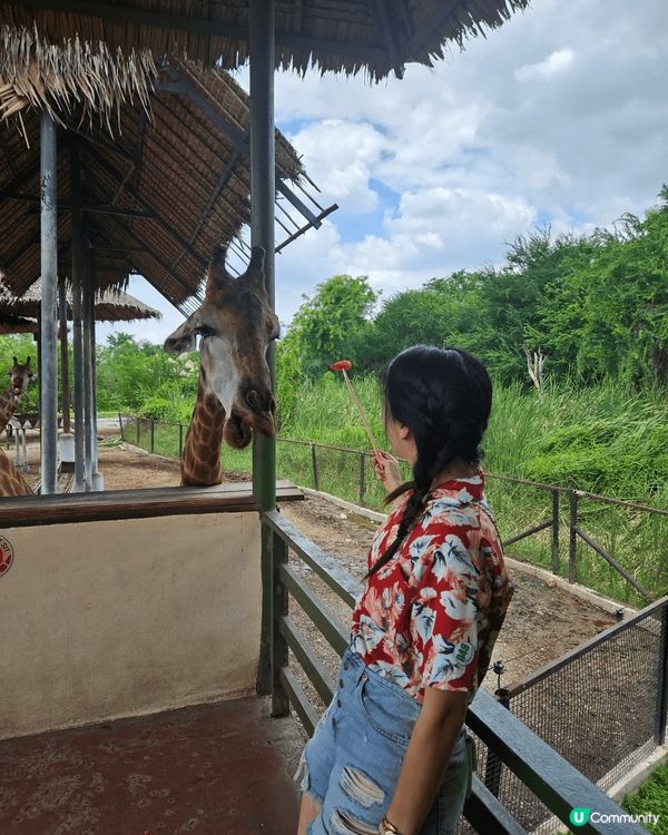 超興奮去到曼谷入動物園餵長頸鹿食野～ 仲有限定嘅長頸鹿雪糕打...