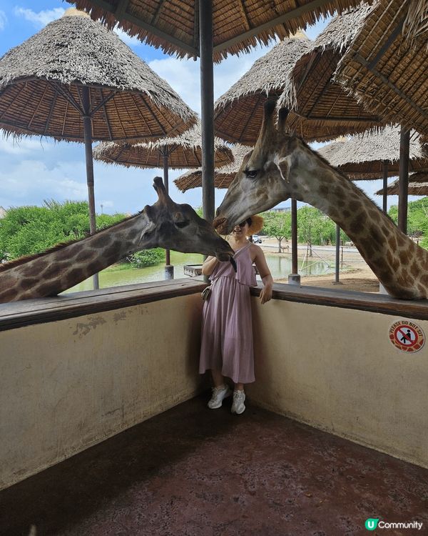 超興奮去到曼谷入動物園餵長頸鹿食野～ 仲有限定嘅長頸鹿雪糕打...