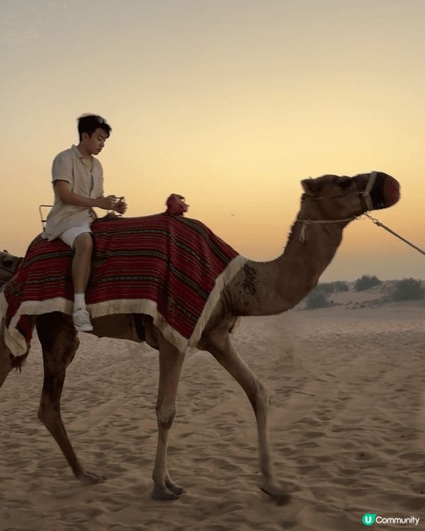 杜拜旅遊（Dubai Mall等人、棕櫚島跳傘、沙漠騎駱駝、...