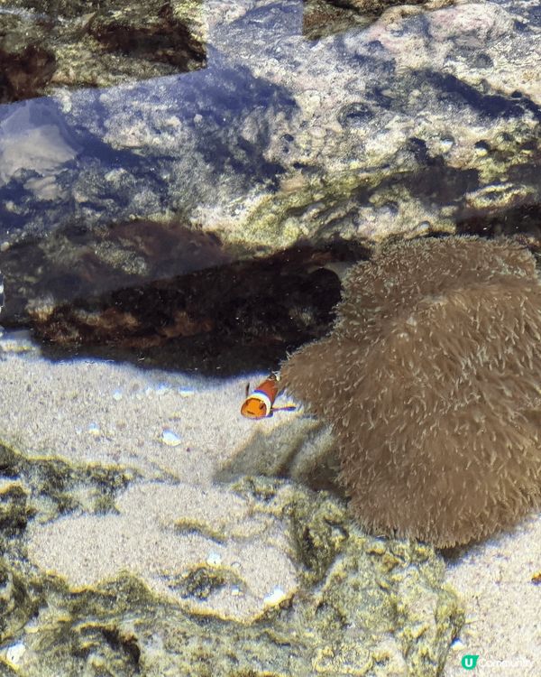 剛剛去了沖繩，當然要去沖繩美麗海水族館！必定要去水族館探訪鯨...