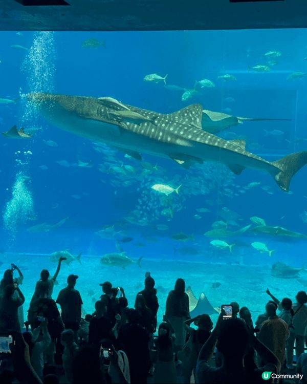 剛剛去了沖繩，當然要去沖繩美麗海水族館！必定要去水族館探訪鯨...
