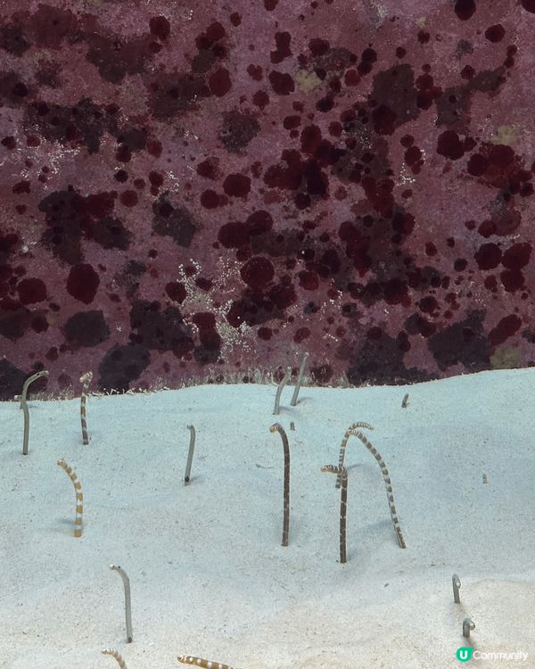 剛剛去了沖繩，當然要去沖繩美麗海水族館！必定要去水族館探訪鯨...