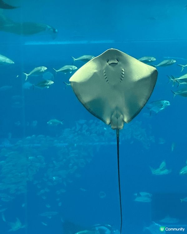 剛剛去了沖繩，當然要去沖繩美麗海水族館！必定要去水族館探訪鯨...