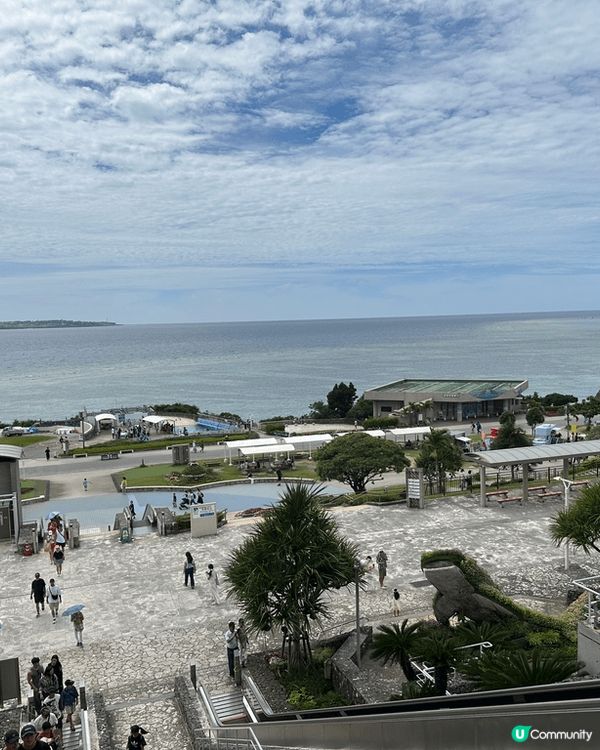 剛剛去了沖繩，當然要去沖繩美麗海水族館！必定要去水族館探訪鯨...