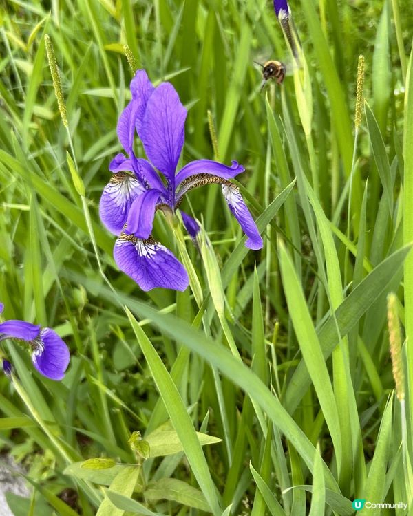 小法國村到處都充滿色彩