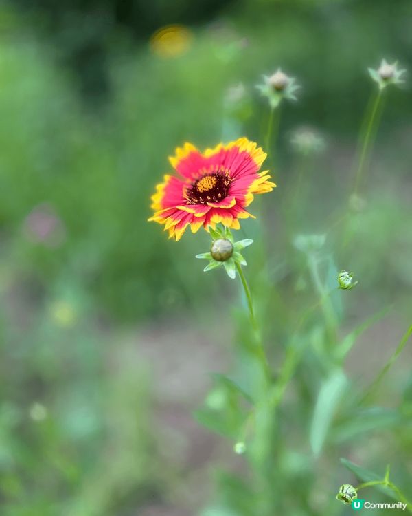 小法國村到處都充滿色彩