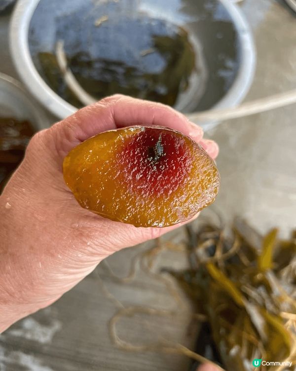 尼隻糉叫做灰水糉，係客家傳統端午節美食，用果樹樹枝的灰燼製成...
