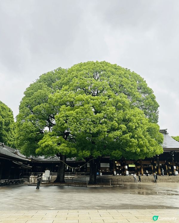 雨天下的明治神宮