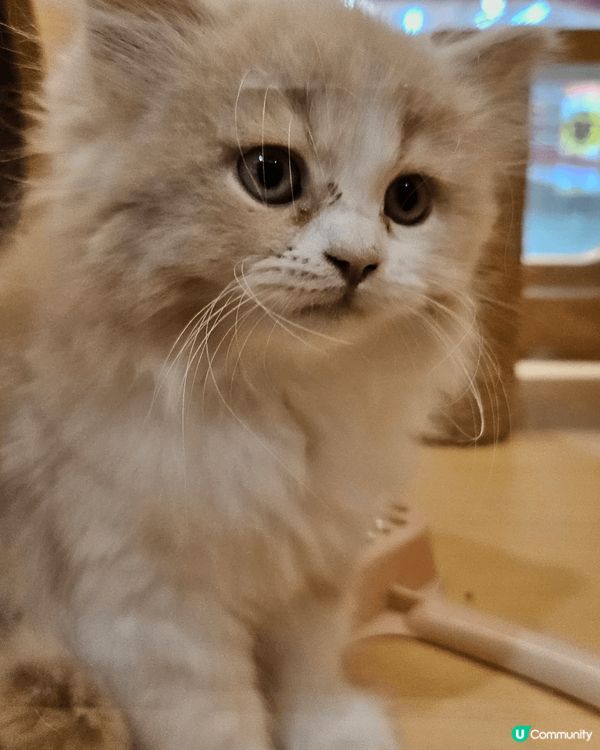 生活就係簡單快樂，美食同動物💜❤️