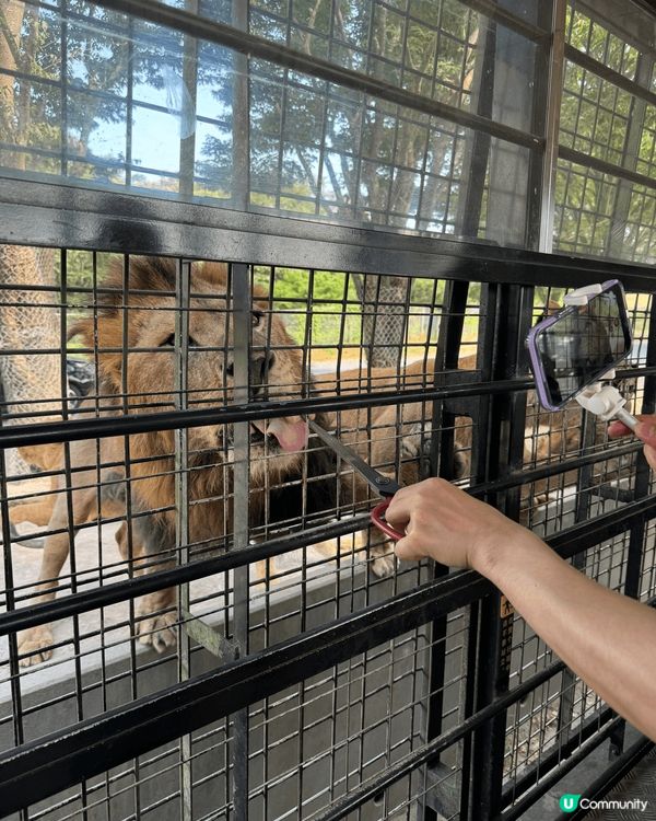 九州動物園是福岡的親子好去處。這裏可以乘坐叢林巴士進入猛獸區...