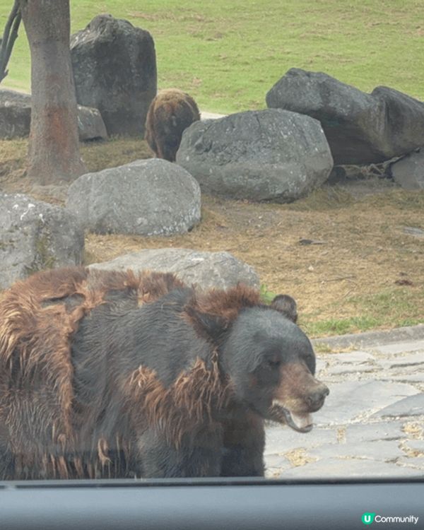 九州動物園是福岡的親子好去處。這裏可以乘坐叢林巴士進入猛獸區...