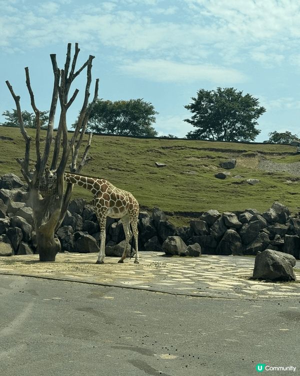 九州動物園是福岡的親子好去處。這裏可以乘坐叢林巴士進入猛獸區...