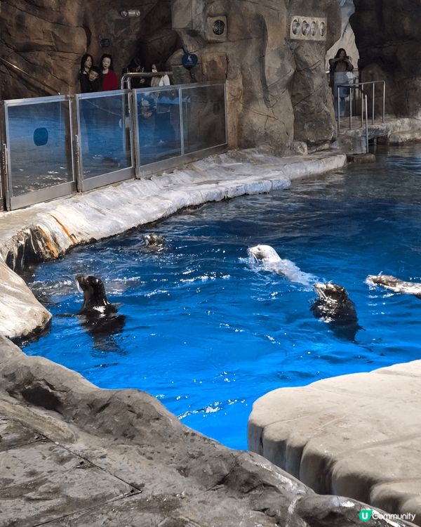 老公生日當然入ocean park玩啦，未去過水上樂園，希望...