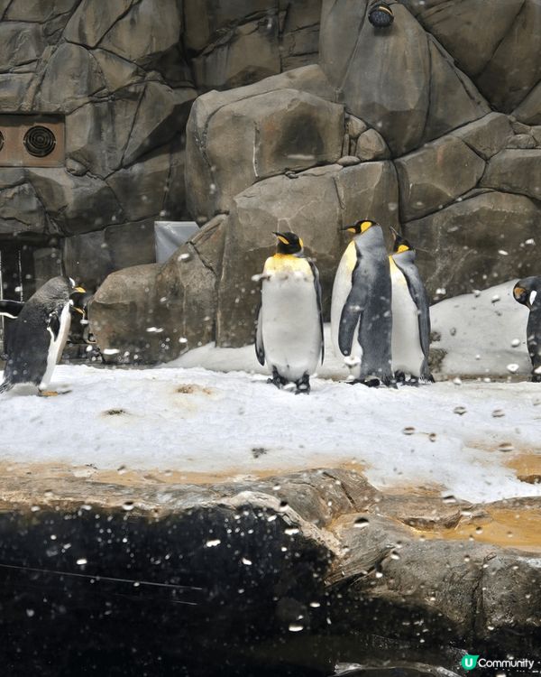 老公生日當然入ocean park玩啦，未去過水上樂園，希望...