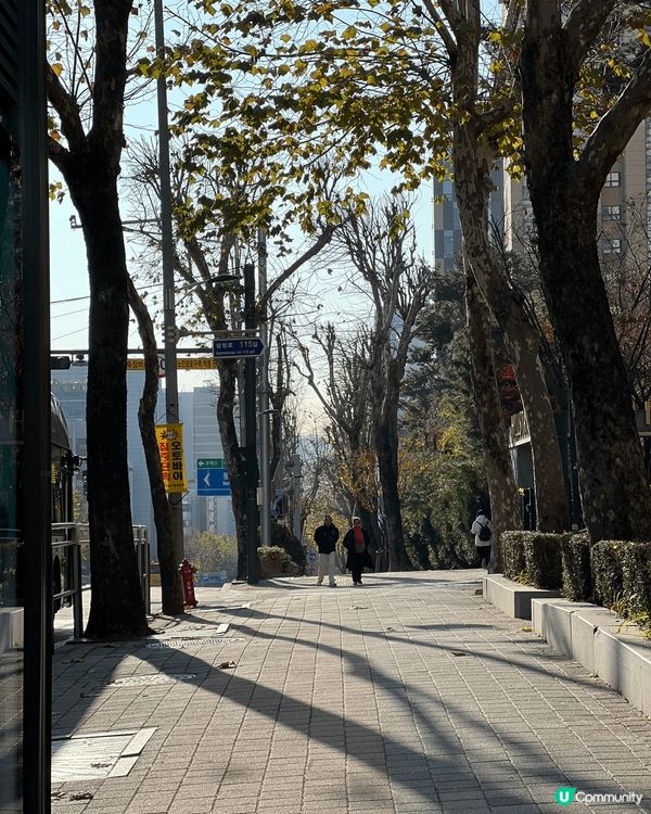 帶兩老輕鬆遊首爾🙂‍↕️ 南怡島就一定要去㗎啦，漫步欣賞風景...