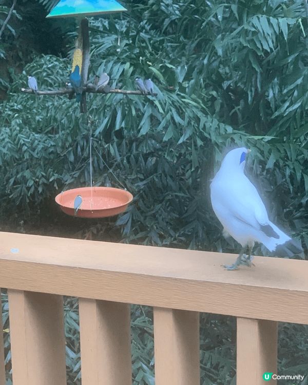金鐘香港公園, 入口有水簾洞， 園內有雀鳥天堂！