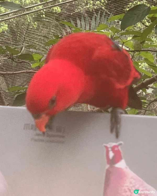 金鐘香港公園, 入口有水簾洞， 園內有雀鳥天堂！